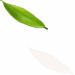 hero-leaf-5